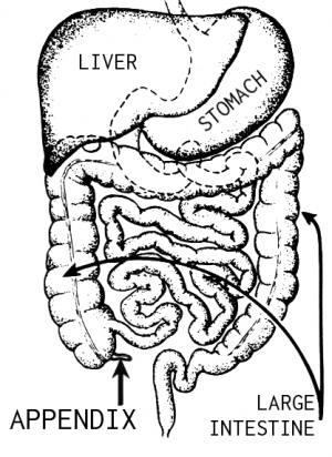 Appendix Pain – Symptoms, Causes, Location and Treatment