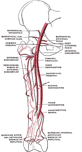 ephemeral artery